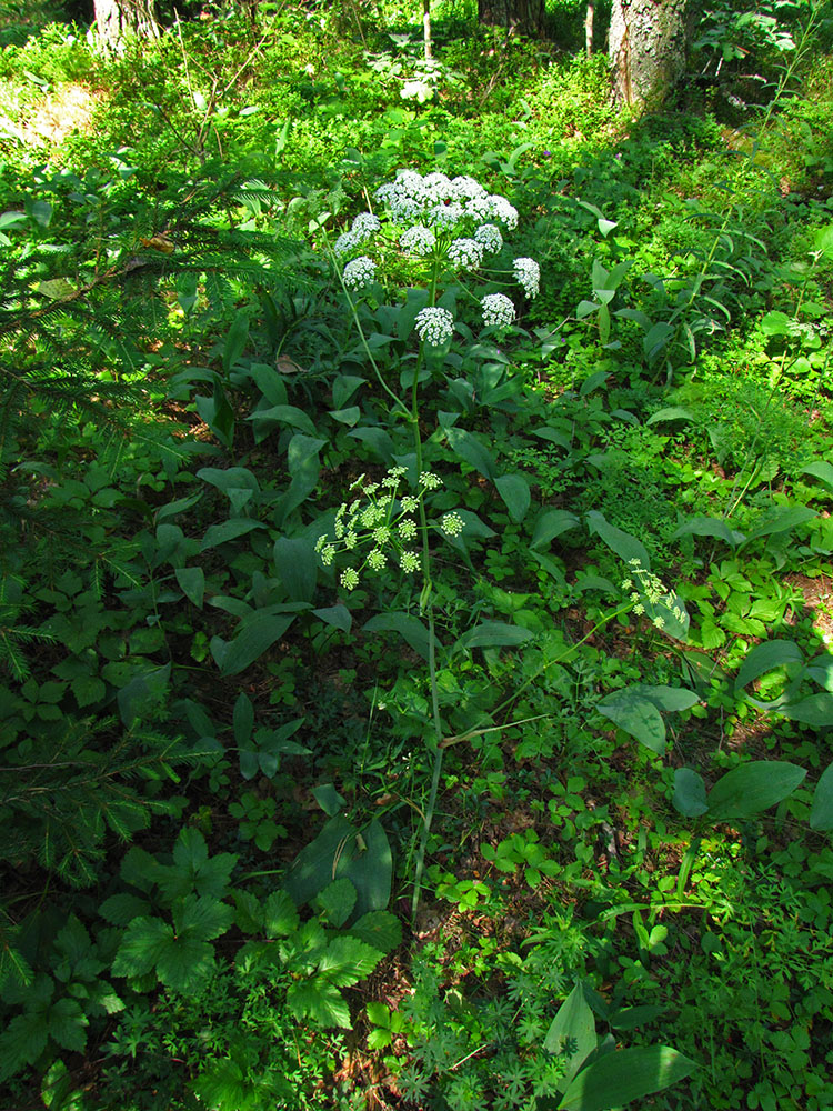 Изображение особи Peucedanum oreoselinum.