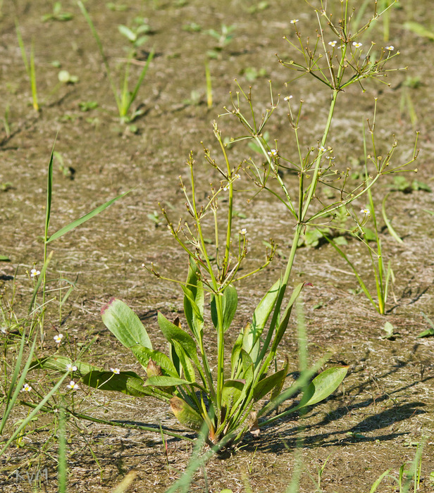 Image of Alisma lanceolatum specimen.