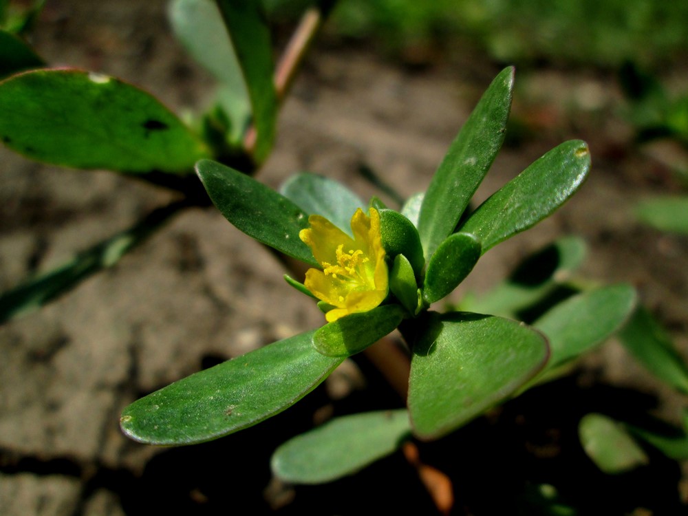 Изображение особи Portulaca oleracea.