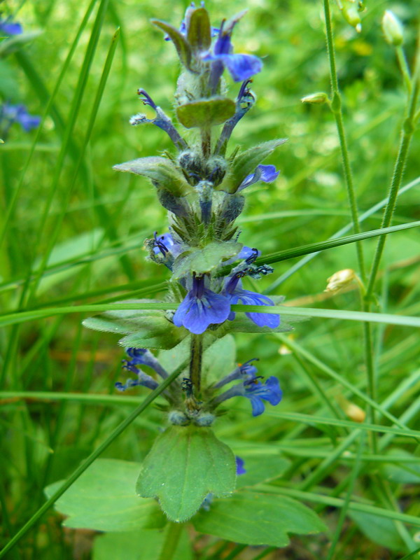 Image of Ajuga genevensis specimen.