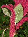 Amaranthus cruentus. Часть верхушки цветущего растения. Смоленская обл., Смоленский р-н, пос. Каспля, в культуре. Сентябрь 2013 г.