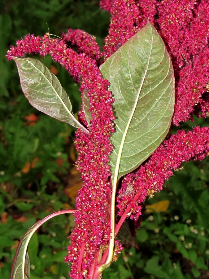 Image of Amaranthus cruentus specimen.