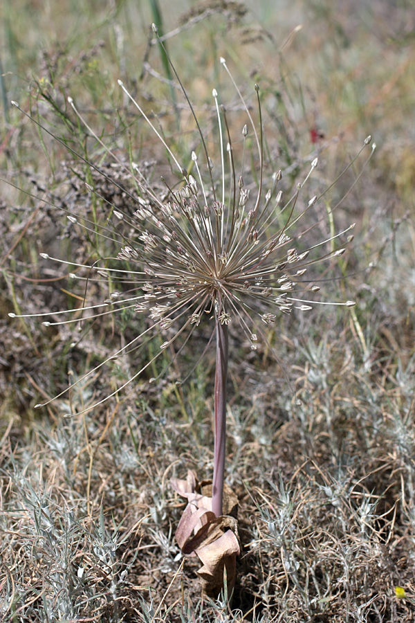 Image of Allium protensum specimen.