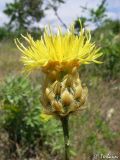 Centaurea orientalis