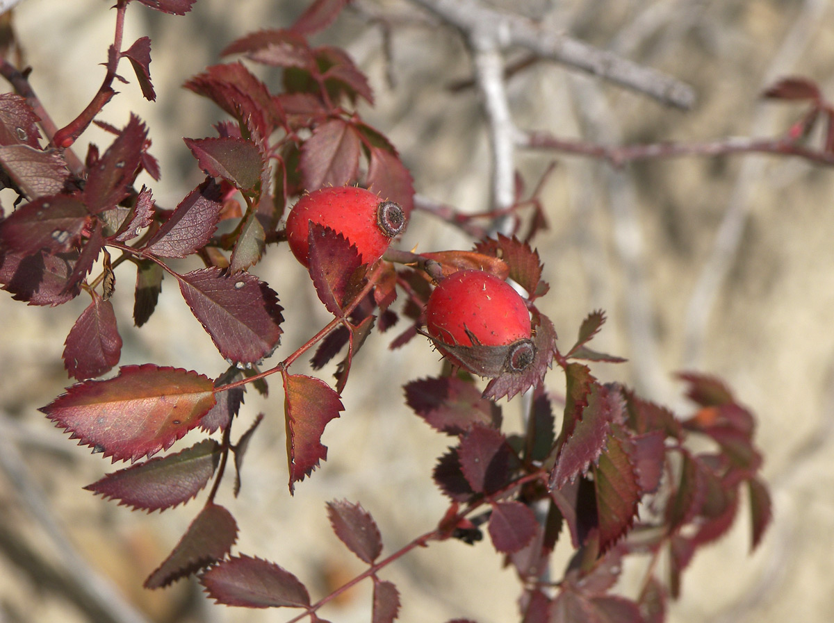 Image of Rosa biebersteiniana specimen.