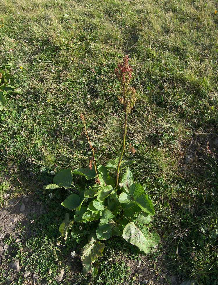 Изображение особи Rumex alpinus.