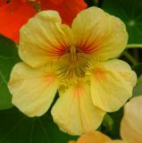 Tropaeolum majus