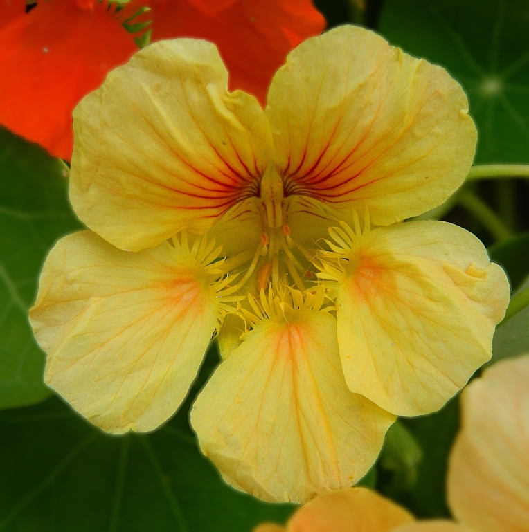 Изображение особи Tropaeolum majus.