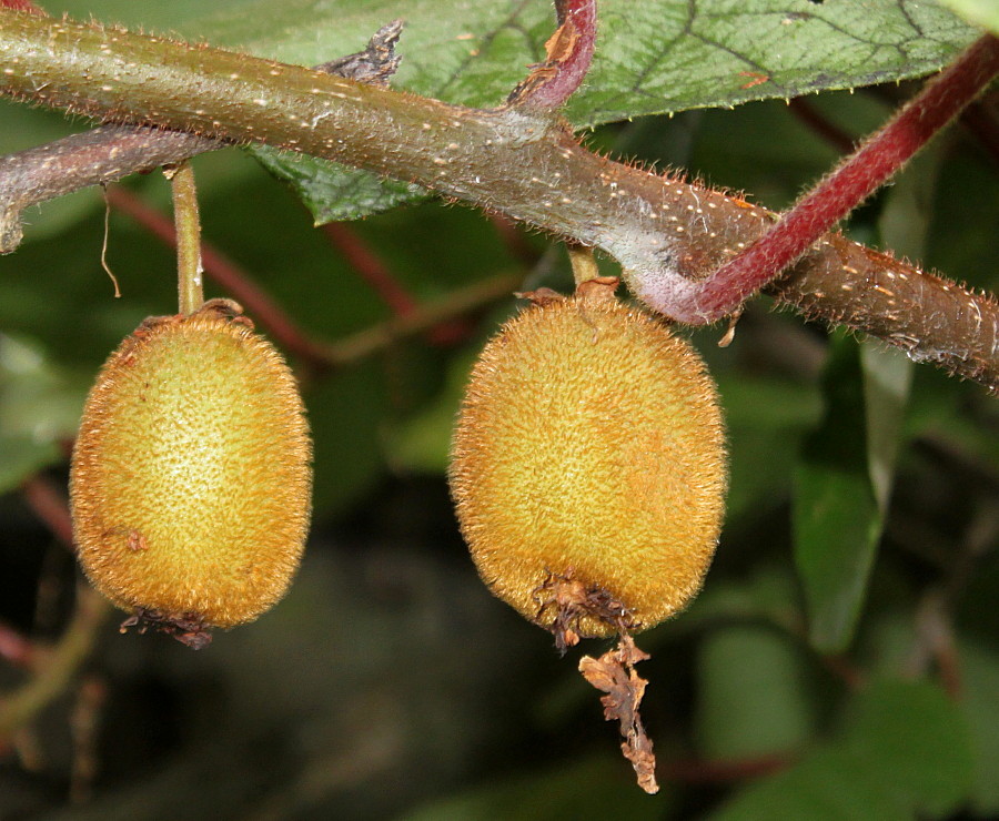 Изображение особи Actinidia chinensis var. deliciosa.