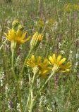 Senecio borysthenicus