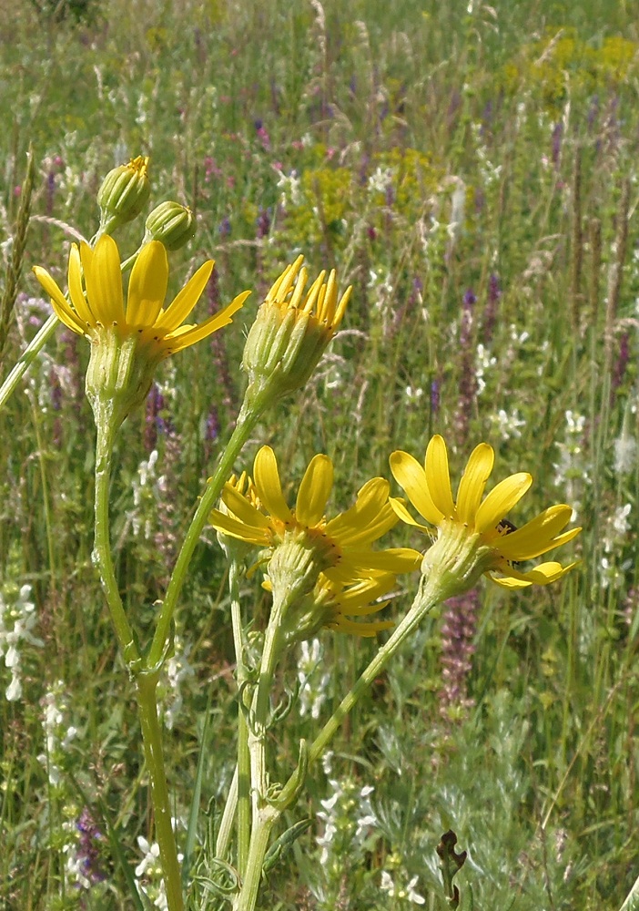 Изображение особи Senecio borysthenicus.