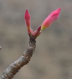 Adenium obesum subspecies socotranum. Верхушка ветви с бутонами. Сокотра, плато Хомхи. 29.12.2013.