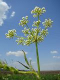 Sium latifolium