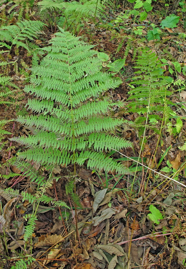 Image of Athyrium monomachii specimen.