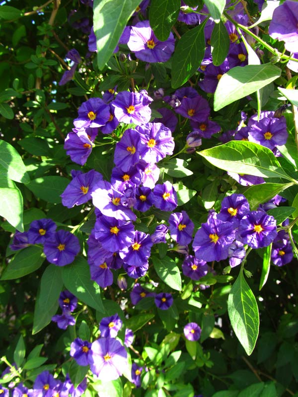 Image of Lycianthes rantonnetii specimen.