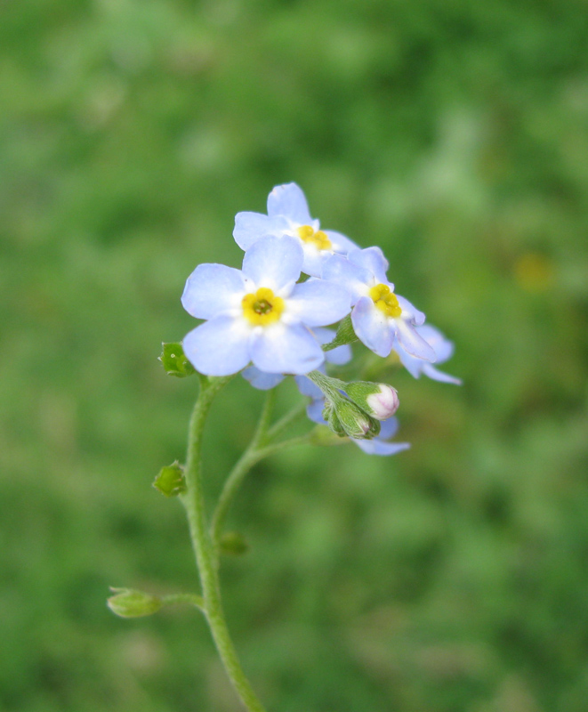 Image of Myosotis palustris specimen.