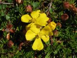 Hibbertia procumbens. Цветки и верхушки побегов. Австралия, о. Тасмания, национальный парк \"Крэдл Маунтин\". 28.02.2009.