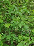 Euonymus latifolius