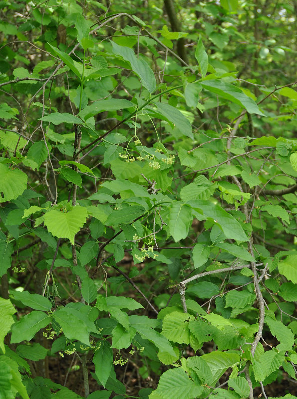 Изображение особи Euonymus latifolius.