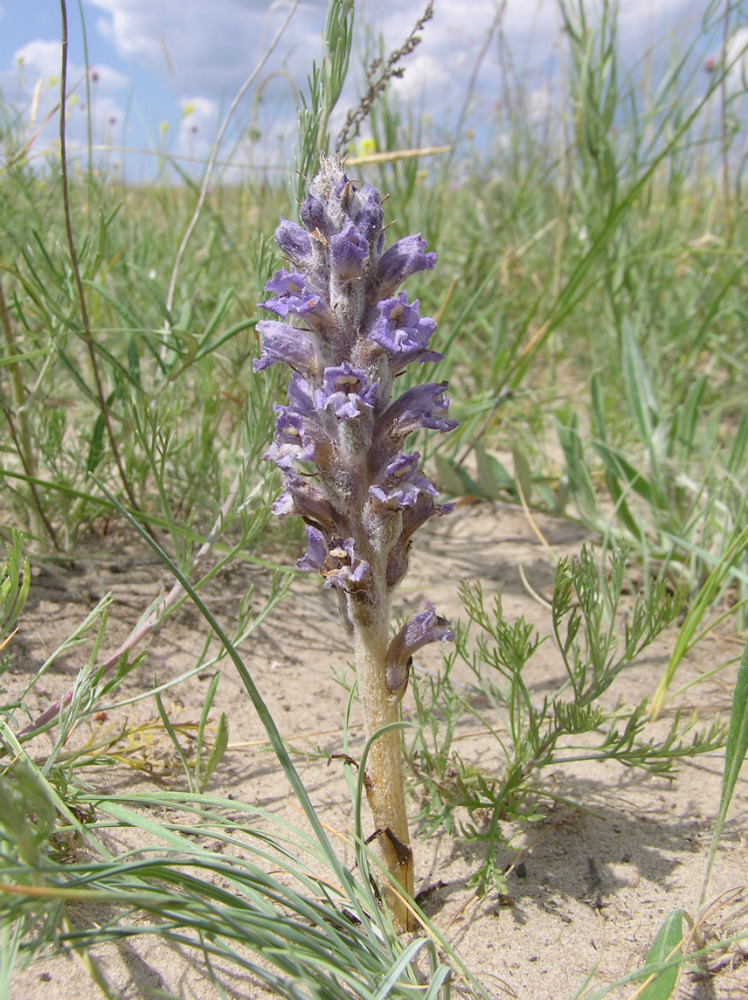 Изображение особи Orobanche coerulescens.