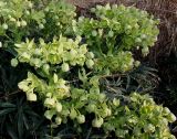Helleborus foetidus