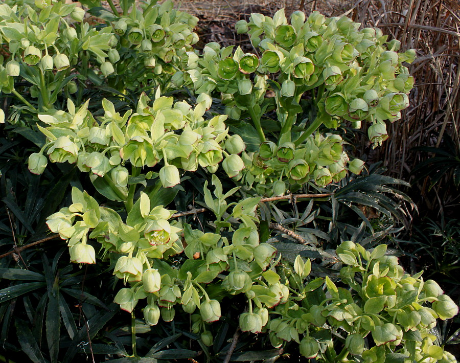 Image of Helleborus foetidus specimen.