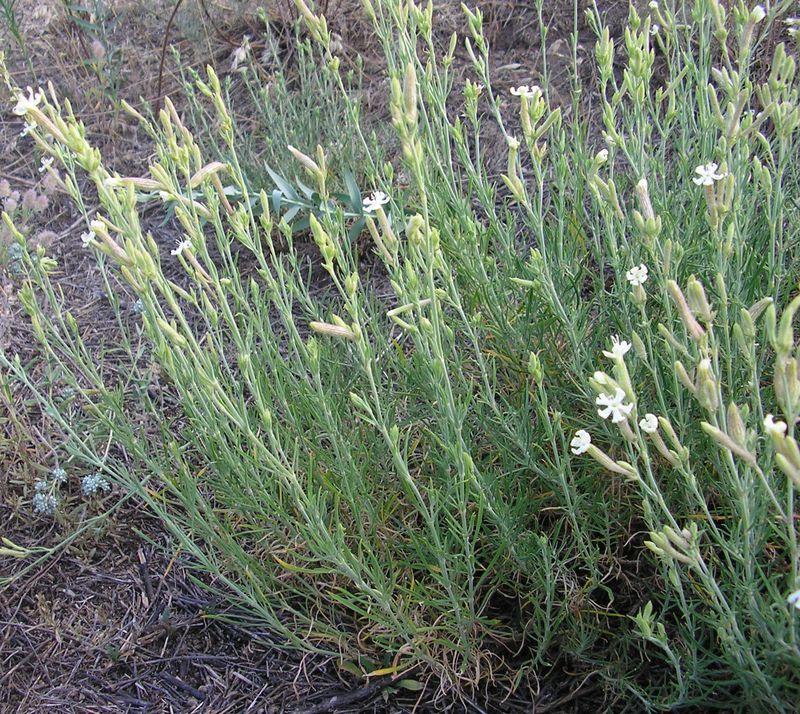 Image of Silene supina specimen.