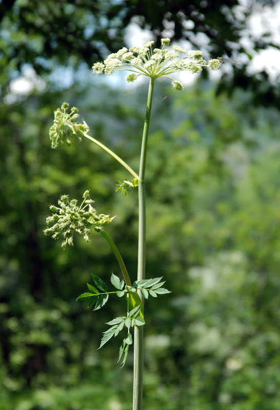 Image of Angelica sylvestris specimen.
