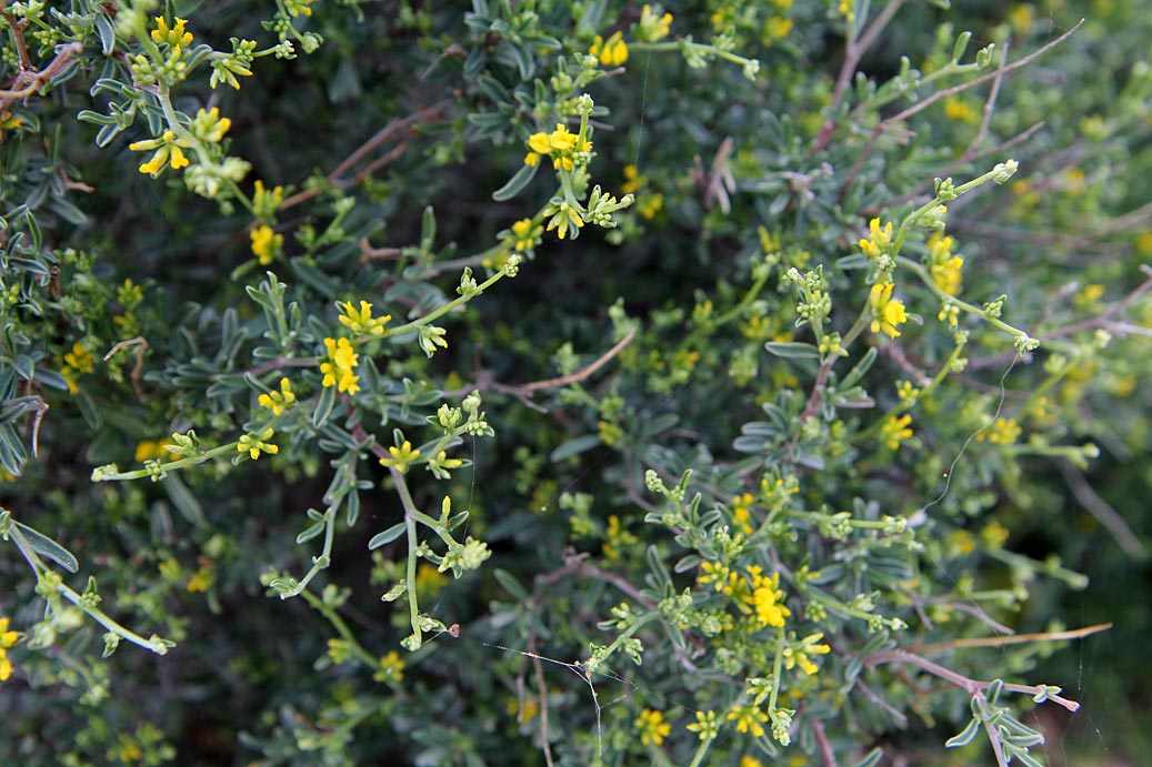 Изображение особи Anthyllis hermanniae.