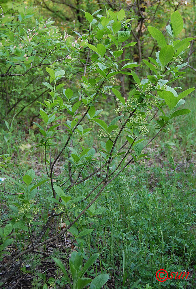 Изображение особи Euonymus europaeus.