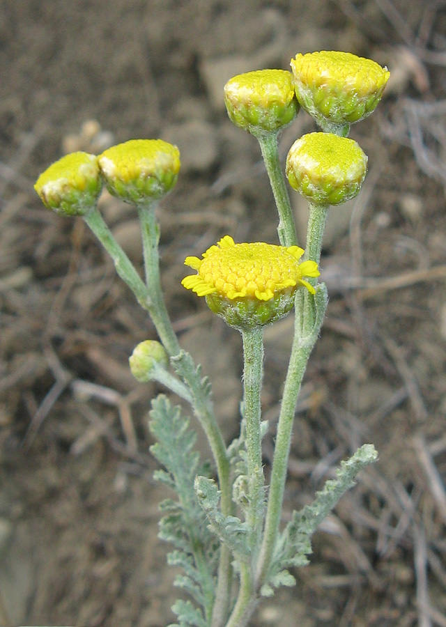 Изображение особи Tanacetum millefolium.
