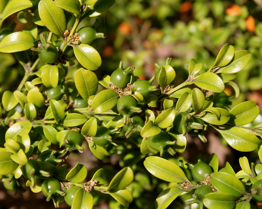 Изображение особи Buxus microphylla.