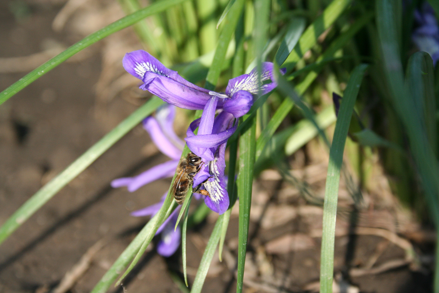 Изображение особи Iris ruthenica.