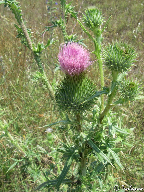 Изображение особи Cirsium vulgare.