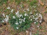 Dianthus arenarius. Цветущее растение. Псковское озеро, остров Верхний. 14.06.2014.