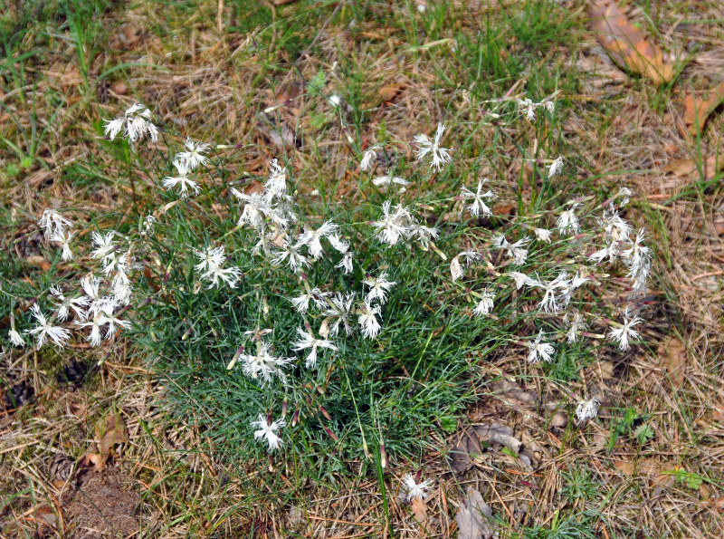 Изображение особи Dianthus arenarius.