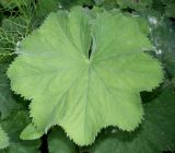 Alchemilla xanthochlora. Лист. Германия, г. Дюссельдорф, Ботанический сад университета. 02.06.2014.