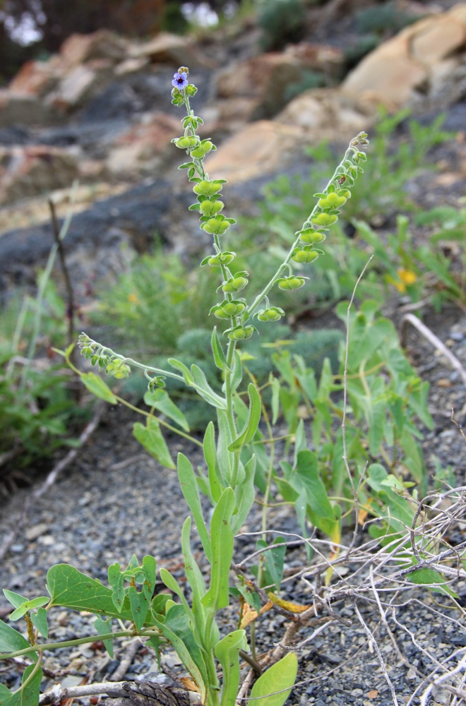 Image of Cynoglossum creticum specimen.