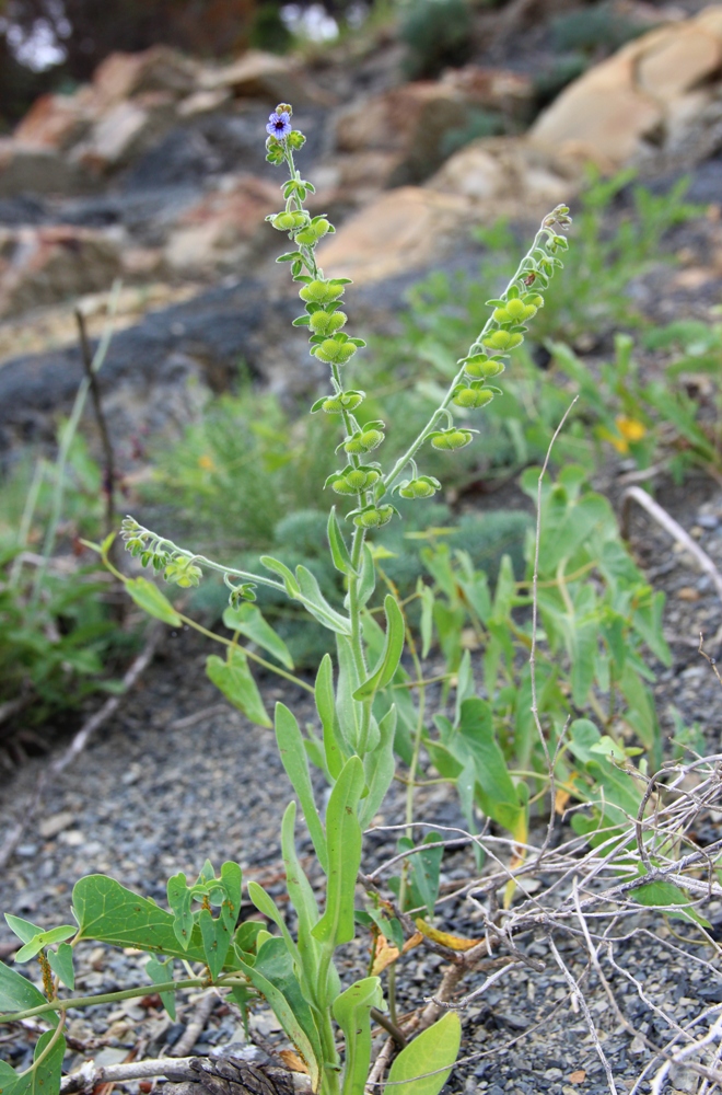 Изображение особи Cynoglossum creticum.