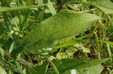 Centaurea carpatica. Лист. Украина, Львовская обл., Дрогобычский р-н, г. Трускавец, Помярки, луг возле дороги на Трускавец. 10.06.2014.