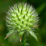 Dipsacus pilosus