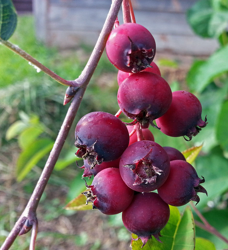 Image of Amelanchier spicata specimen.