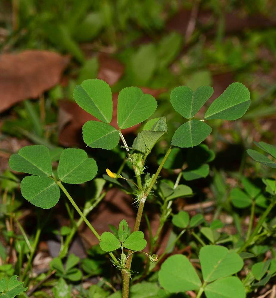 Изображение особи Medicago polymorpha.