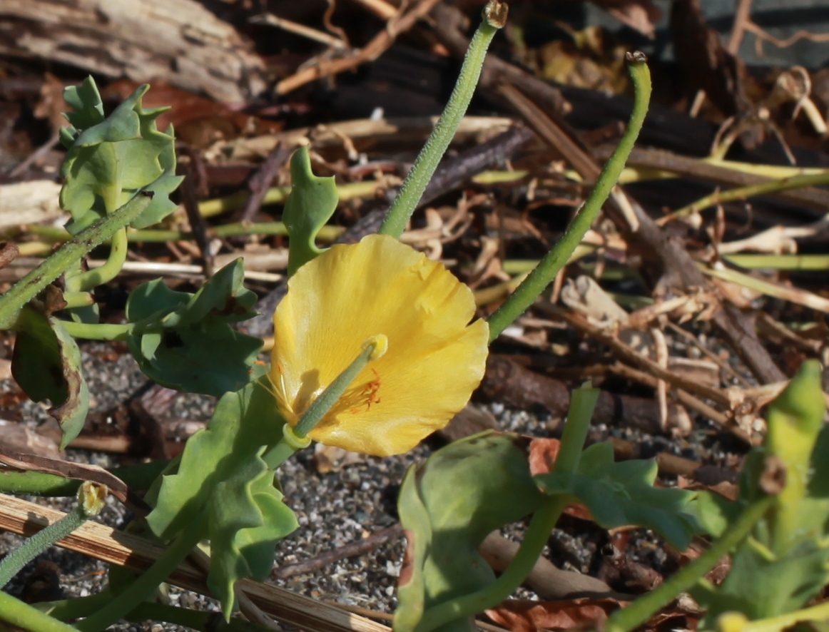 Изображение особи Glaucium flavum.