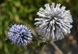 Echinops galaticus