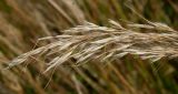 Achnatherum calamagrostis