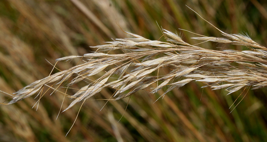 Image of Achnatherum calamagrostis specimen.