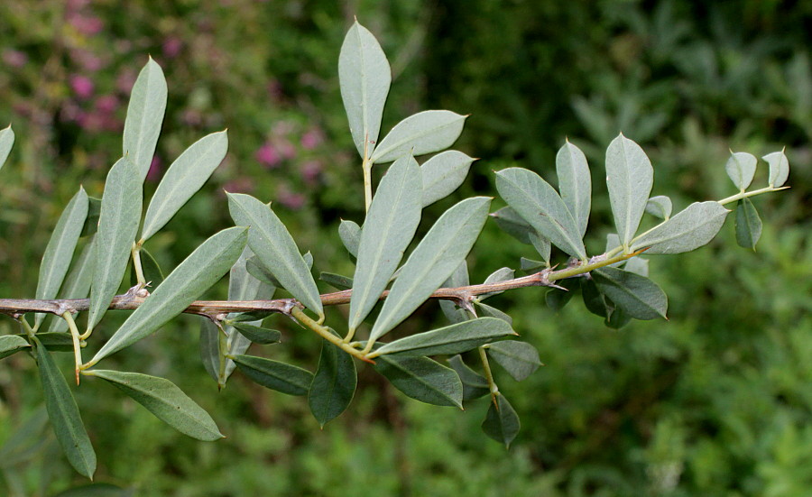 Изображение особи Halimodendron halodendron.