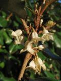 Elaeagnus × submacrophylla