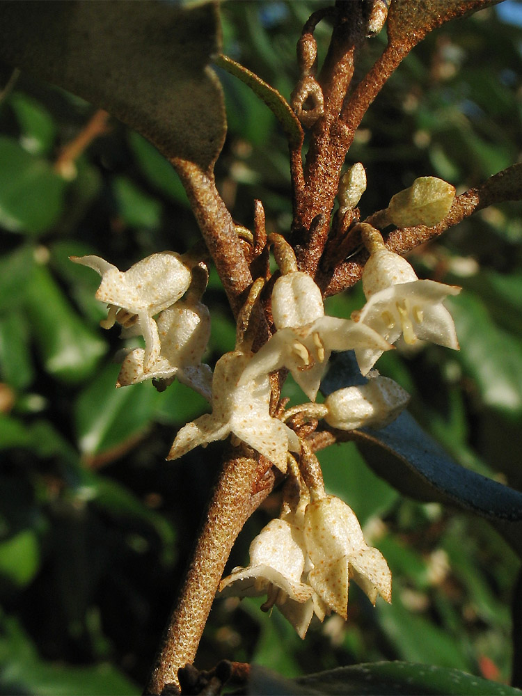 Image of Elaeagnus &times; submacrophylla specimen.